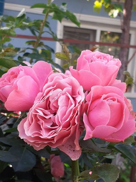  - Pink Leonardo 2021 - 2022 - 2023