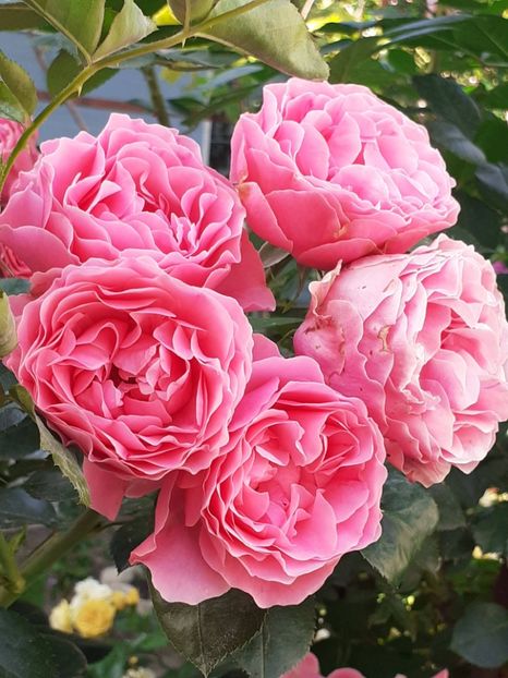  - Pink Leonardo 2021 - 2022 - 2023