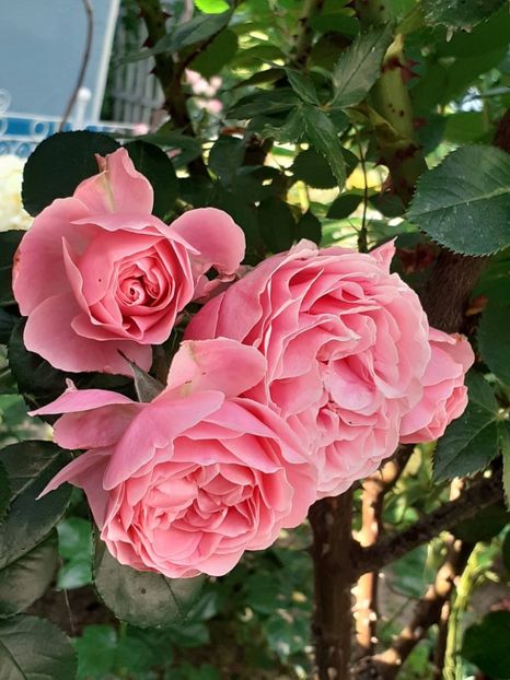  - Pink Leonardo 2021 - 2022 - 2023