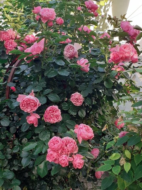  - Pink Leonardo 2021 - 2022 - 2023
