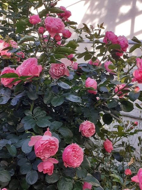  - Pink Leonardo 2021 - 2022 - 2023