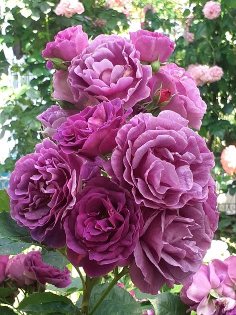  - Minerva 2021 - 2022