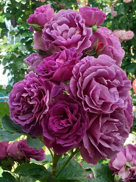  - Minerva 2021 - 2022