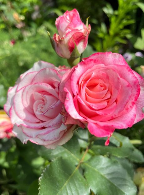 ADB43098-F205-4429-980E-2F048D8CEF73 - Trandafiri 2023 3 2024