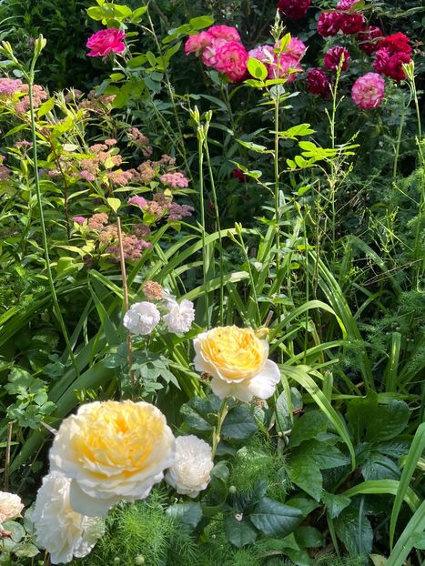 7D25DDEC-F6C5-4044-AD24-CFF43CF6DDA8 - Trandafiri 2023 3 2024