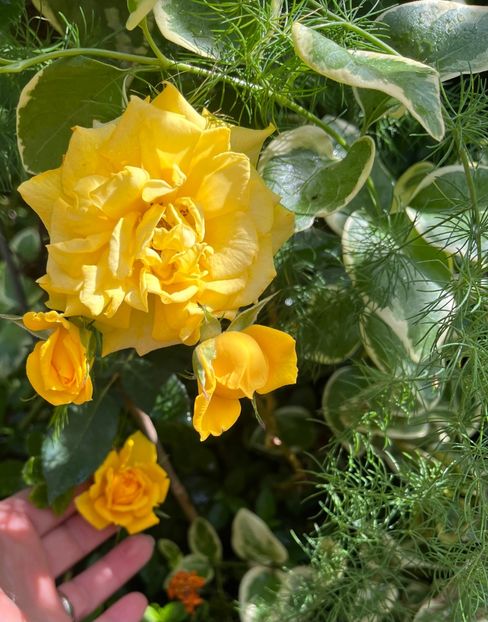 048EFE50-E32D-436C-977A-CFD6AA0022B5 - Trandafiri 2023 3 2024