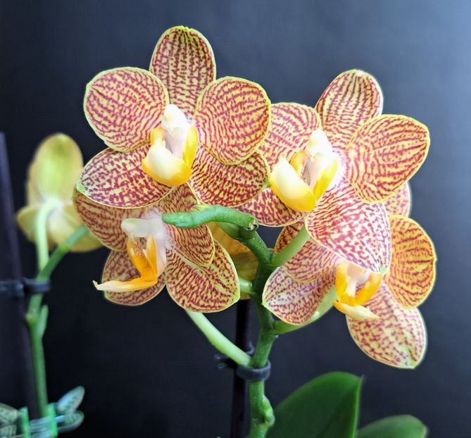  - Phalaenopsis 2