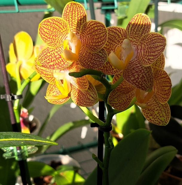  - Phalaenopsis 2