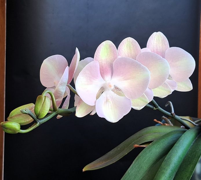  - Phalaenopsis 2