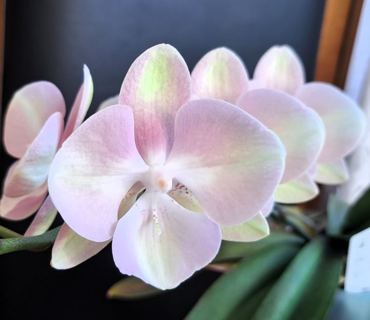  - Phalaenopsis 2