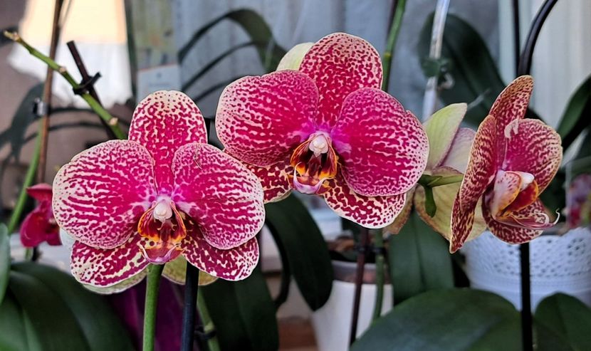 Sogo Rondini - Phalaenopsis 2