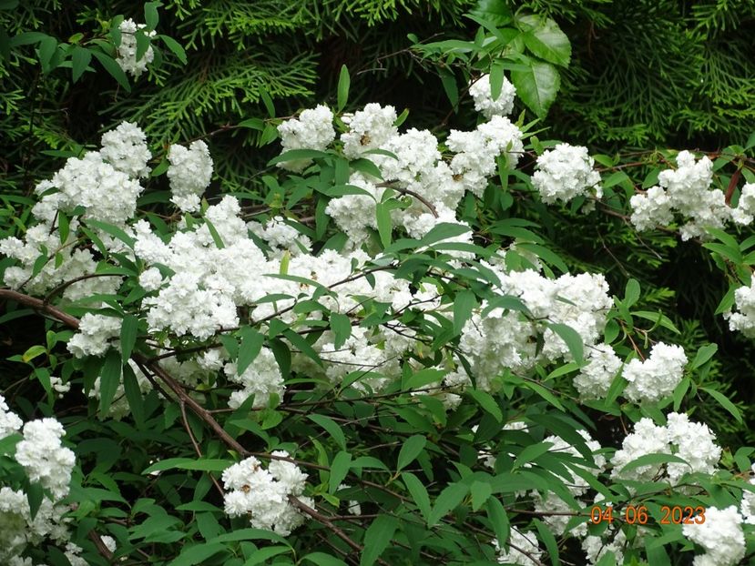  - Copacei si arbusti 2023