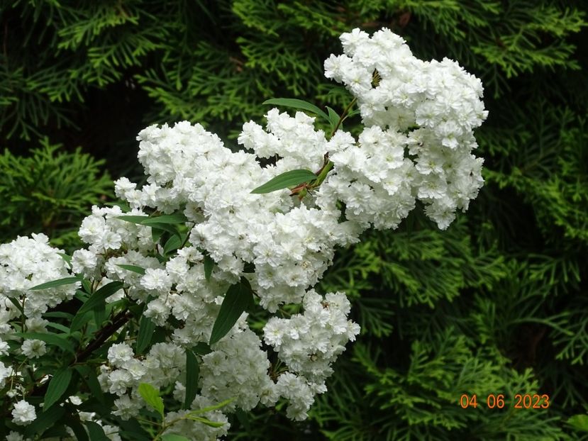  - Copacei si arbusti 2023