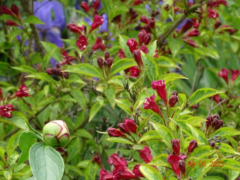  - Copacei si arbusti 2023