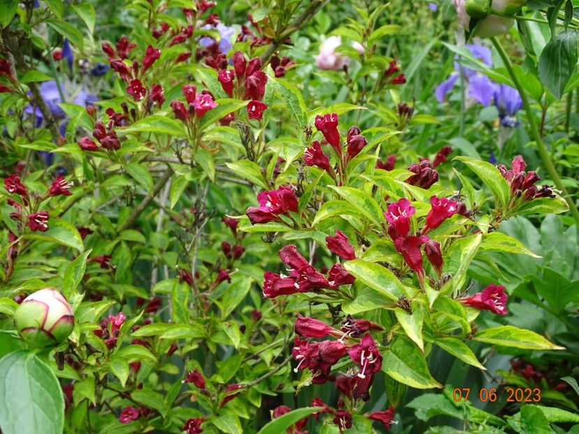  - Copacei si arbusti 2023