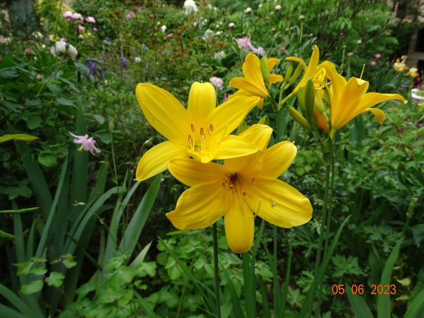  - Hemerocallis 2023