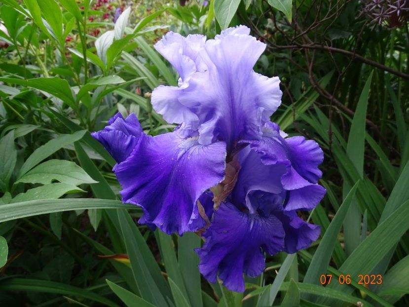 Nordic Seas - Irisi 2023