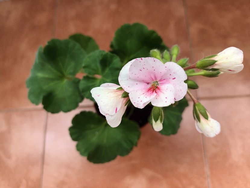Cu pistrui ;) - A mea floricică Maria