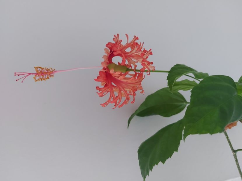  - Hibiscus Schizopetalus