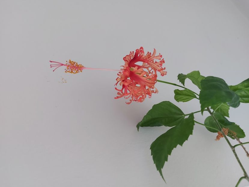 - Hibiscus Schizopetalus