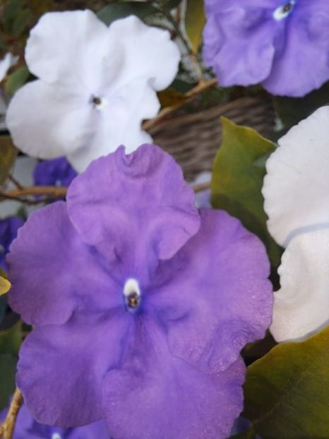 IMG-20230607-WA0005 - Brunfelsia