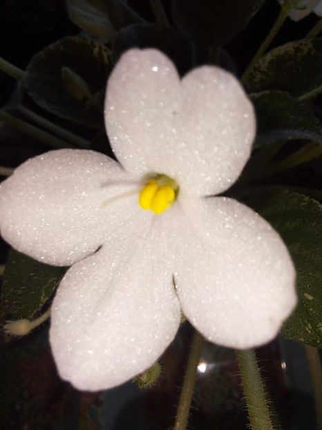  - Violeta Alan s Fallen Angel