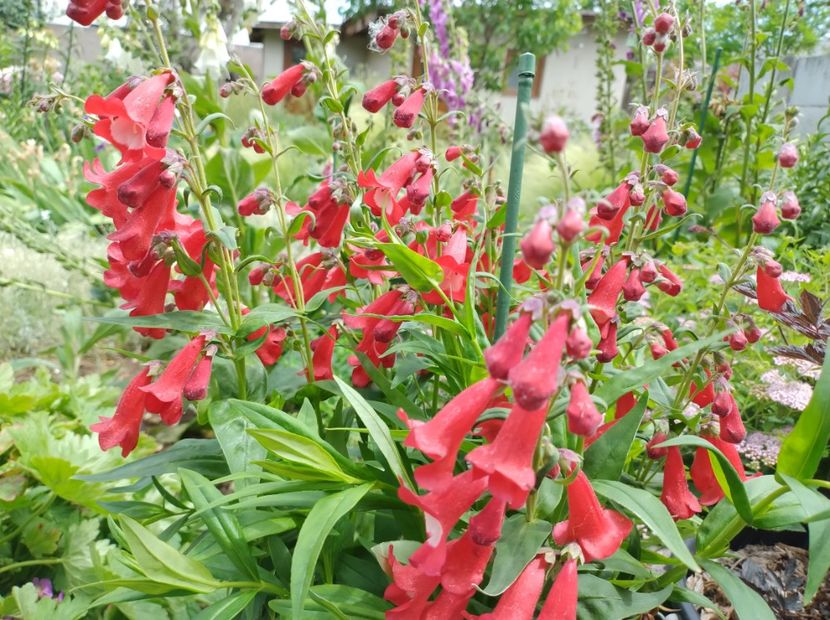  - Flori de gradina-2023