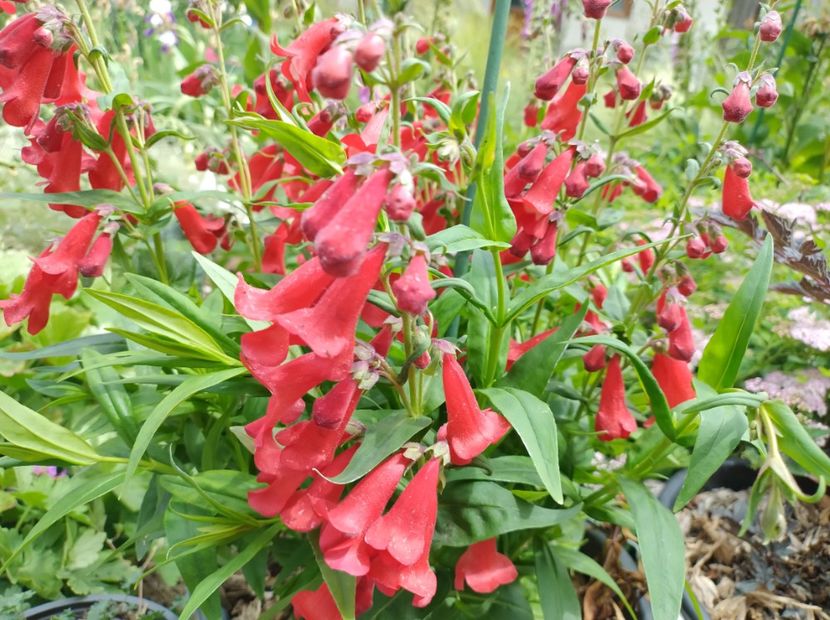  - Flori de gradina-2023