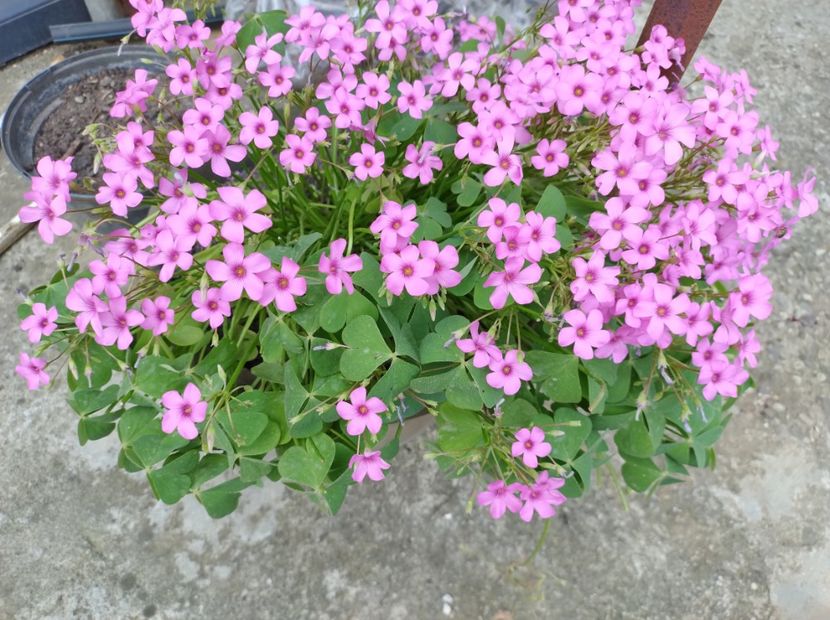  - Flori de gradina-2023