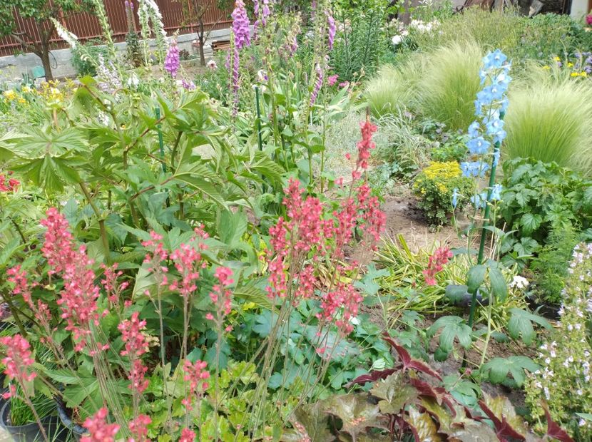  - Flori de gradina-2023