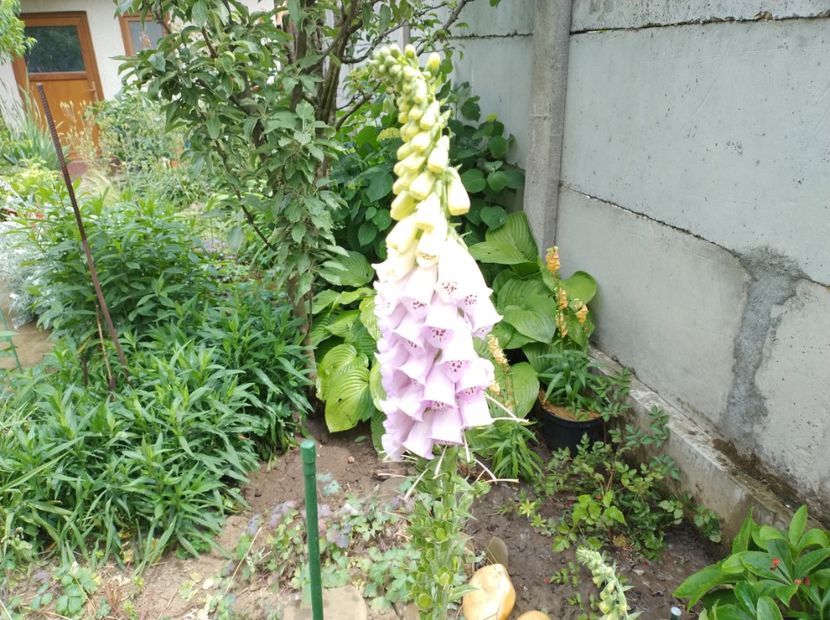  - Flori de gradina-2023