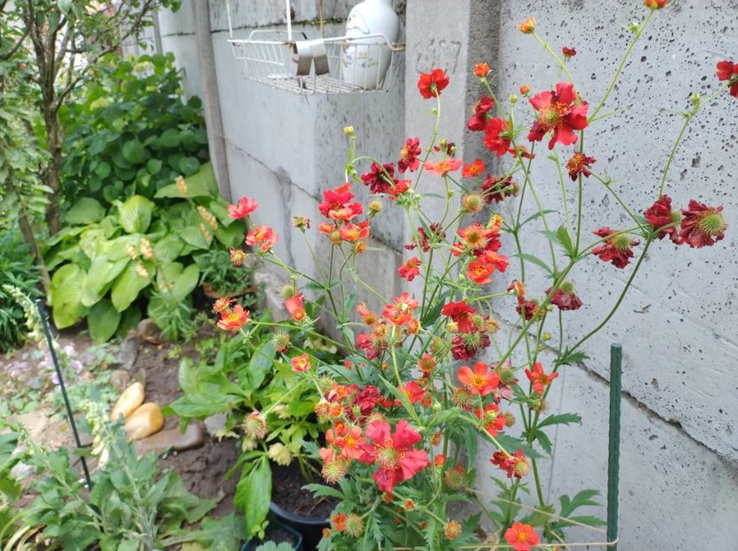  - Flori de gradina-2023