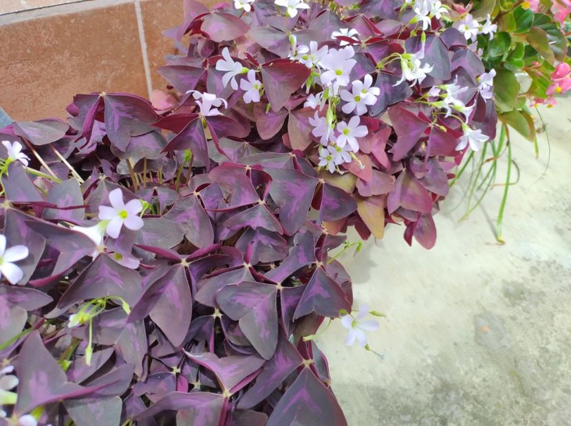  - Flori de gradina-2023