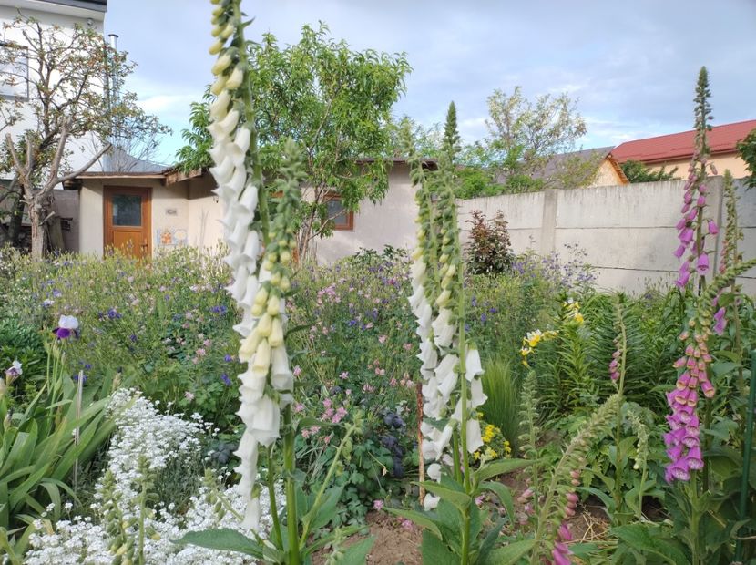  - Flori de gradina-2023