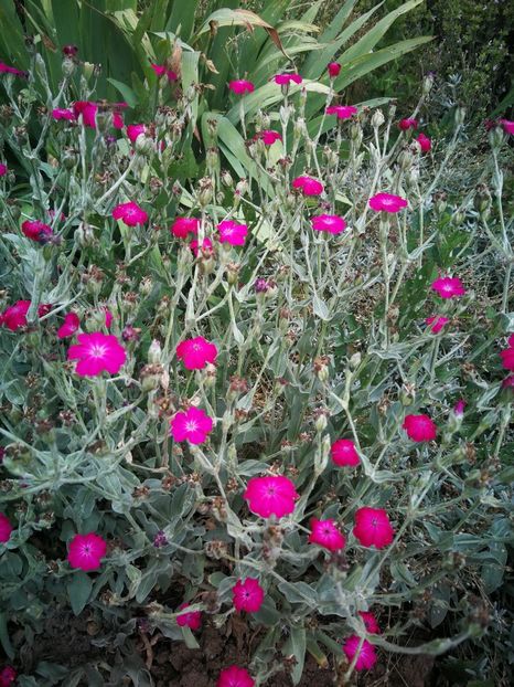  - Flori de gradina-2023