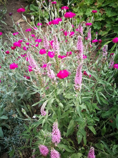  - Flori de gradina-2023