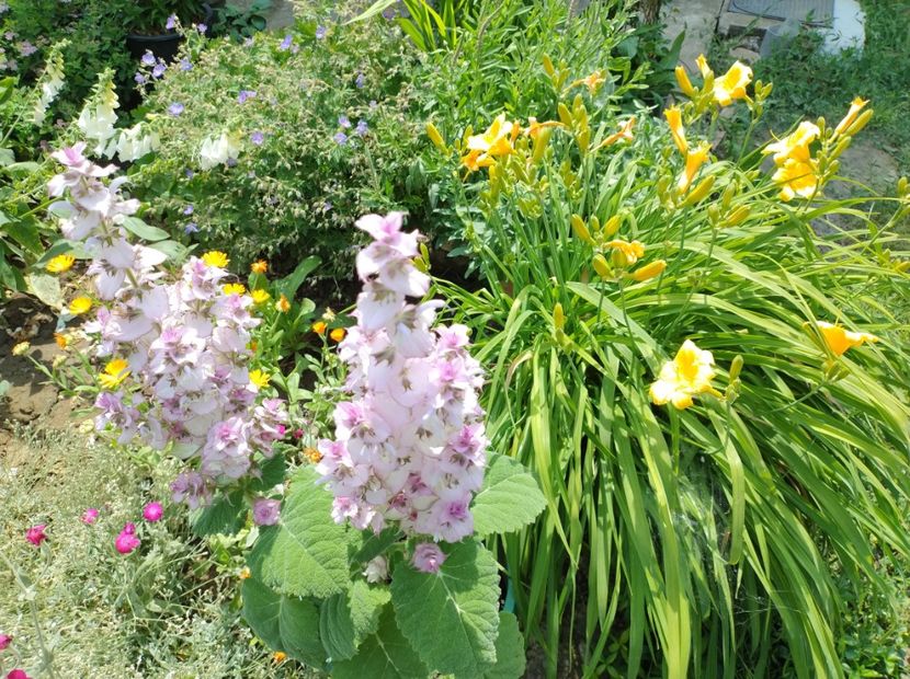  - Flori de gradina-2023