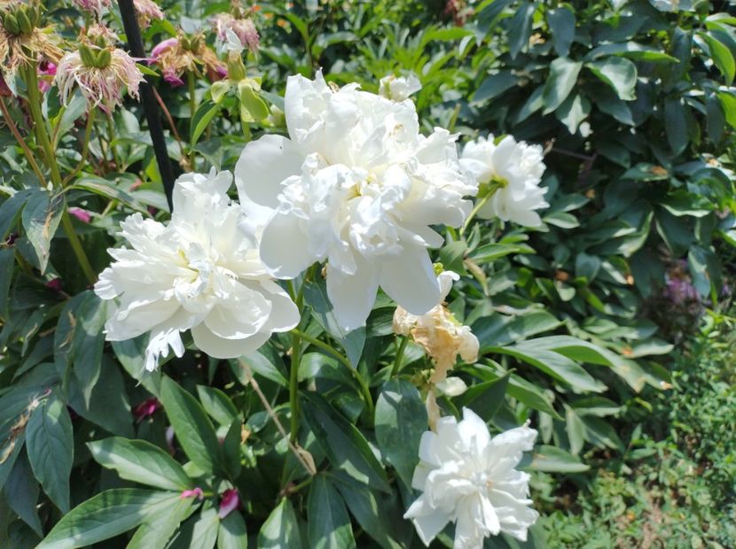  - Flori de gradina-2023