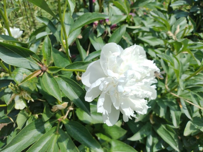  - Flori de gradina-2023