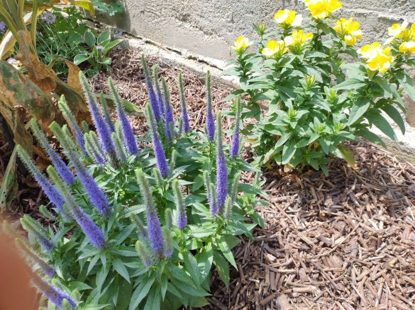  - Flori de gradina-2023