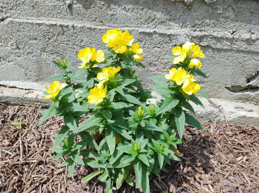  - Flori de gradina-2023