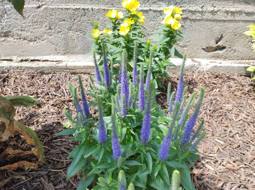  - Flori de gradina-2023