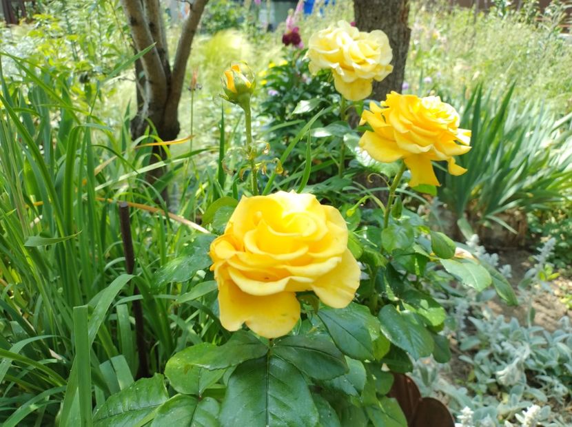  - Flori de gradina-2023