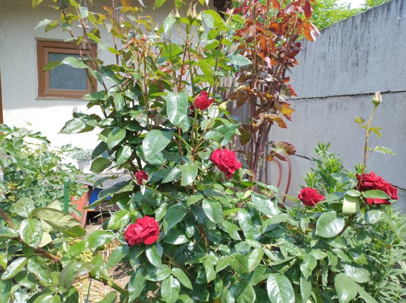  - Flori de gradina-2023