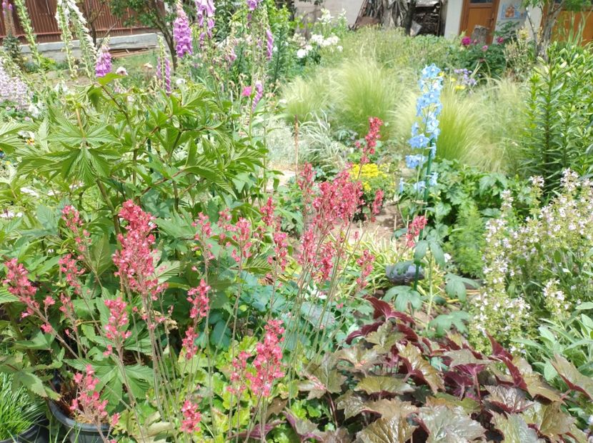  - Flori de gradina-2023