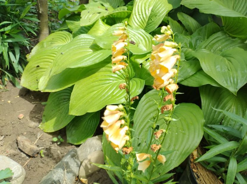  - Flori de gradina-2023