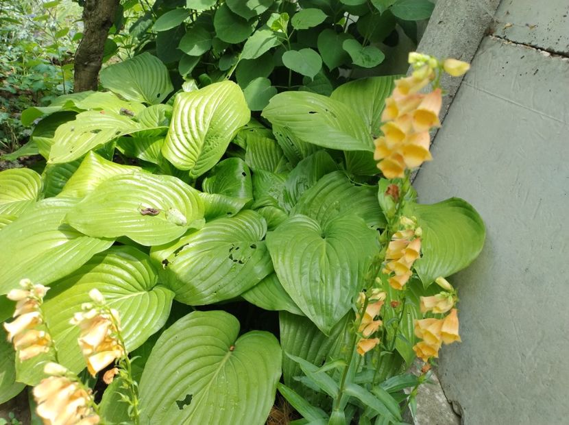  - Flori de gradina-2023