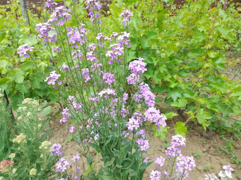  - Flori de gradina-2023