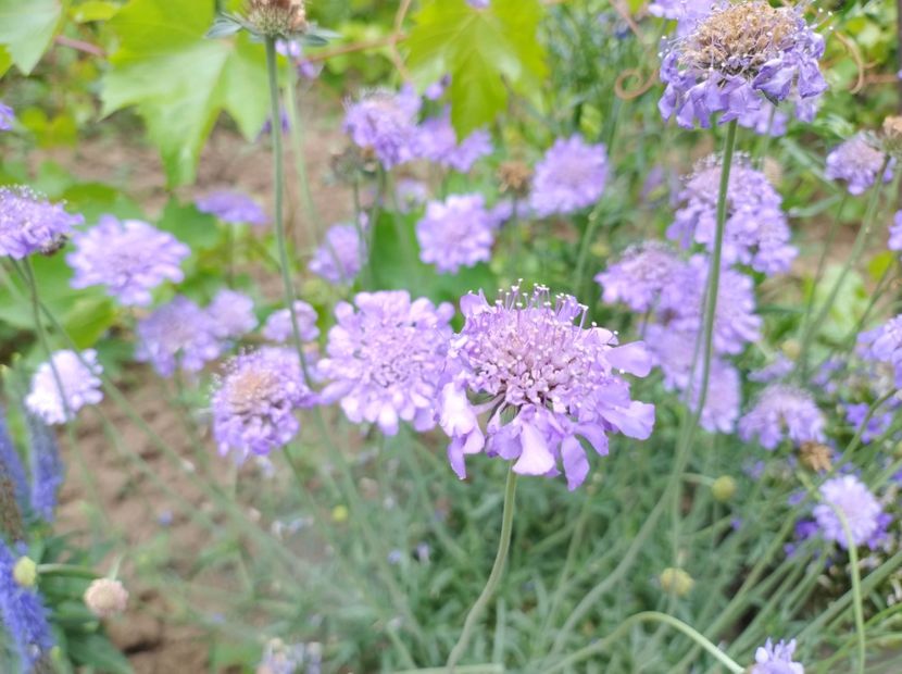  - Flori de gradina-2023