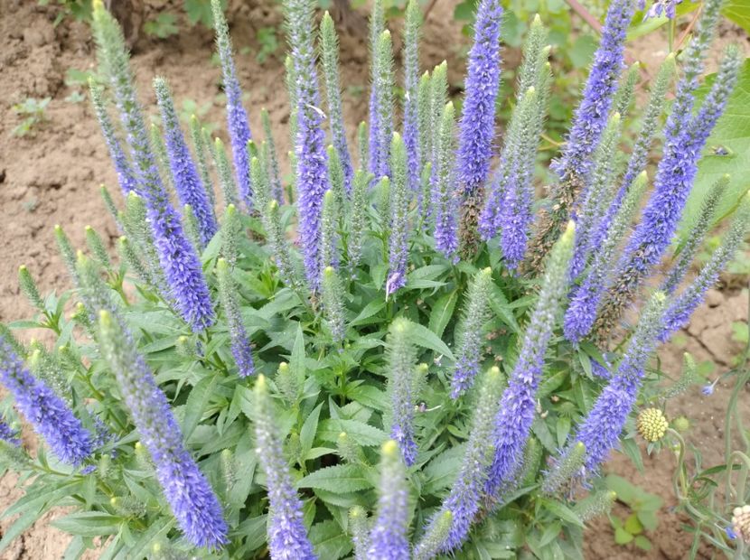  - Flori de gradina-2023